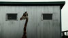 bestiaire1